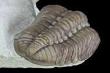 Two Lochovella (Reedops) Trilobites - Black Cat Mountain, Oklahoma #95907-3